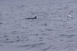 Minke whale, Sheeps Hd, West Cork  23/05/08 © Brian O' Rourke